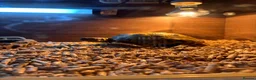 Tortoise reptiles for sale: Horsefield tortoises (males) in Leeds - Advert 2