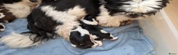 Shih Tzu dogs for sale: KC registered Shih Tzu puppies  in Harlow - Advert 13