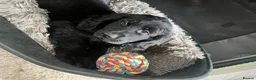 Goldador dogs for sale: Golden retriever 3/4 x 1/4 Labrador puppies in Barnsley - Advert 6