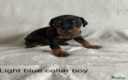 Dobermann dogs for sale: Beautiful European KC reg Doberman Puppies - Image 16