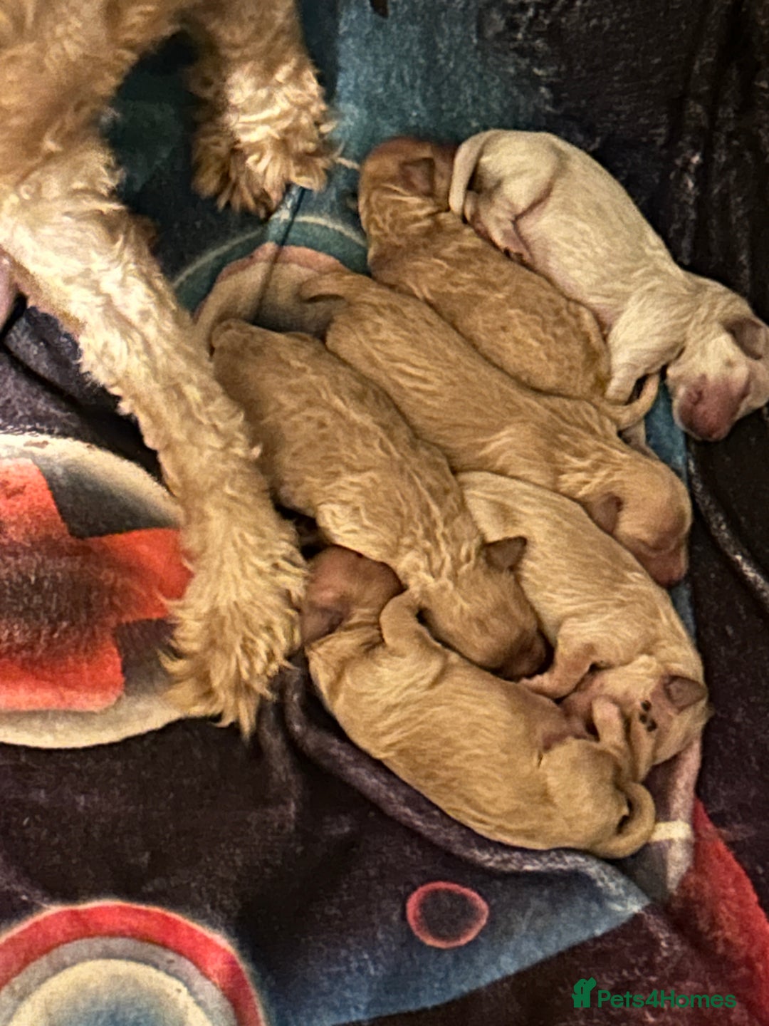 Goldendoodle dogs for sale: Beautiful Goldendoodle pups for sale  - Advert 4