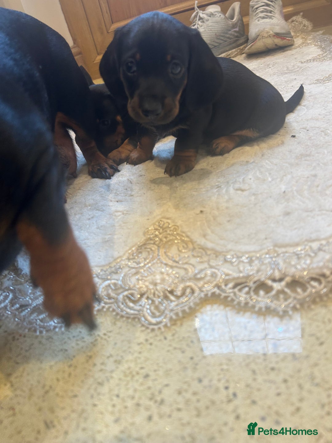 Dachshund dogs for sale: 4 beautiful puppies 2 girls 2 boys blk and tan  - Advert 7