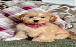Cockapoo dogs for sale: Winnie F1b Golden Cockapoo Girl - Ready Now - Image 5