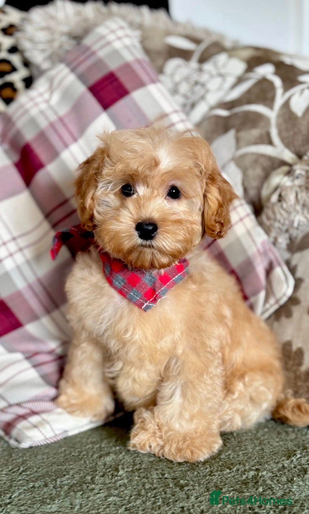 Cockapoo dogs for sale: Winnie F1b Golden Cockapoo Girl - Ready Now - Image 5
