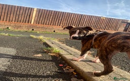 Alapaha Blue Blood Bulldog dogs for sale: Alapaha blue bulldog puppy  - Image 3