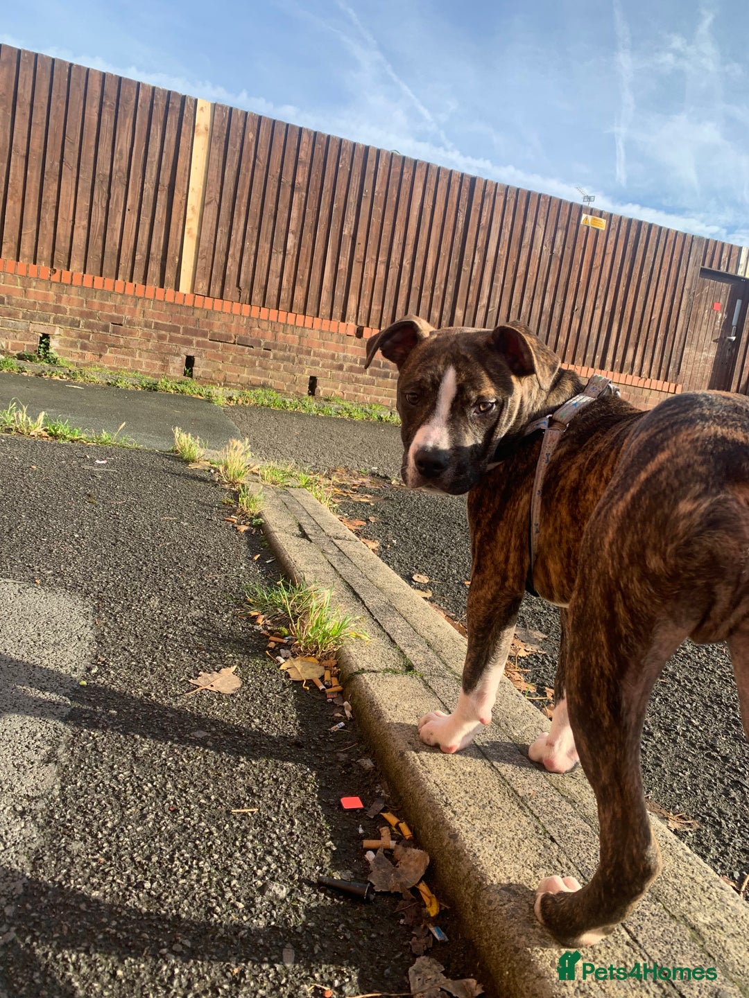 Alapaha Blue Blood Bulldog dogs for sale: Alapaha blue bulldog puppy  - Image 3