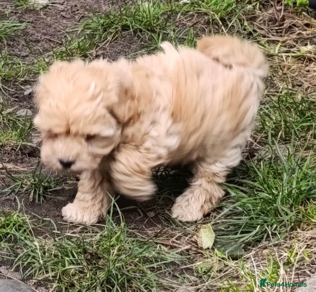 Maltipoo dogs for sale: Adorable Maltipoo Puppies, cream/red M&F - Image 13