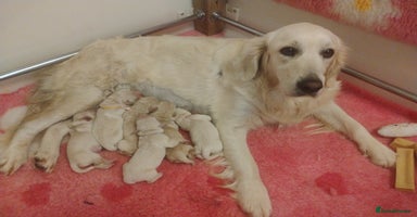 Golden Retriever dogs - Advert 2