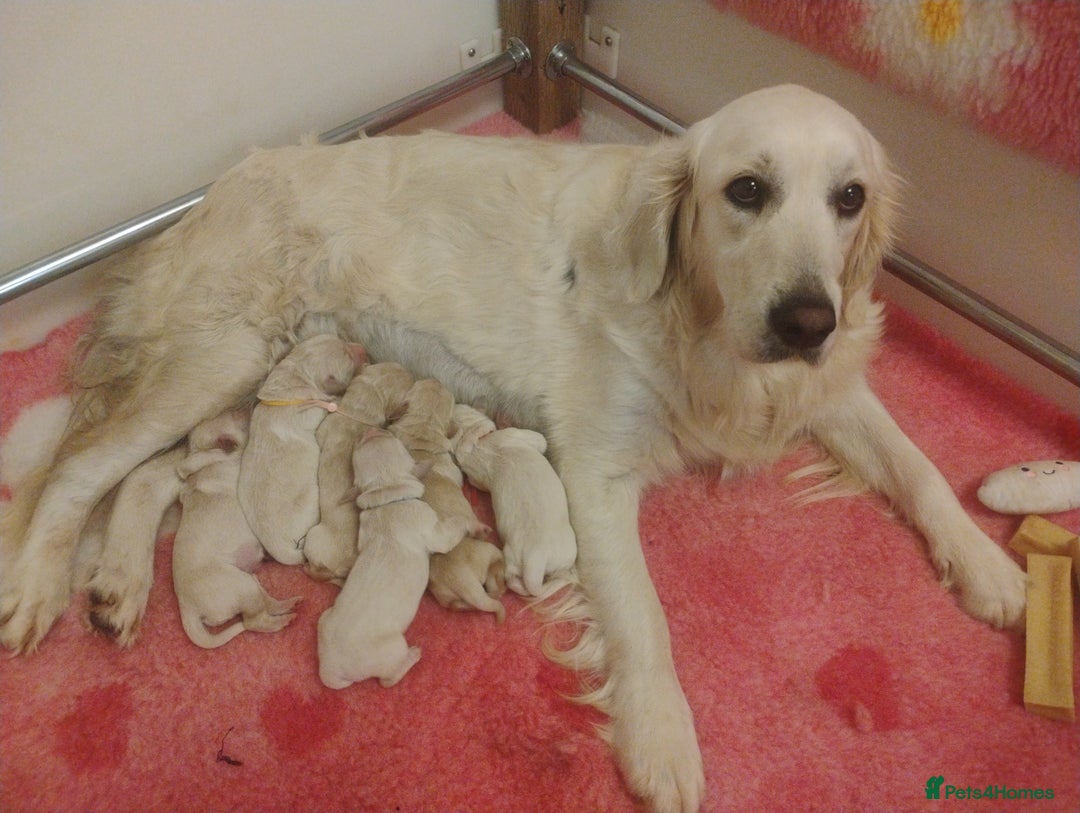 Golden Retriever dogs for sale: KC Fully health tested Golden retriever puppies - Image 3