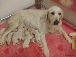Golden Retriever dogs - Advert 1