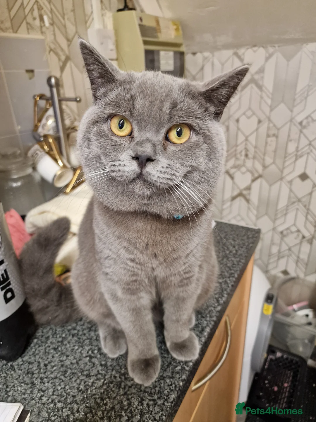 British Shorthair cats for sale: Big loving elvis - Advert 4