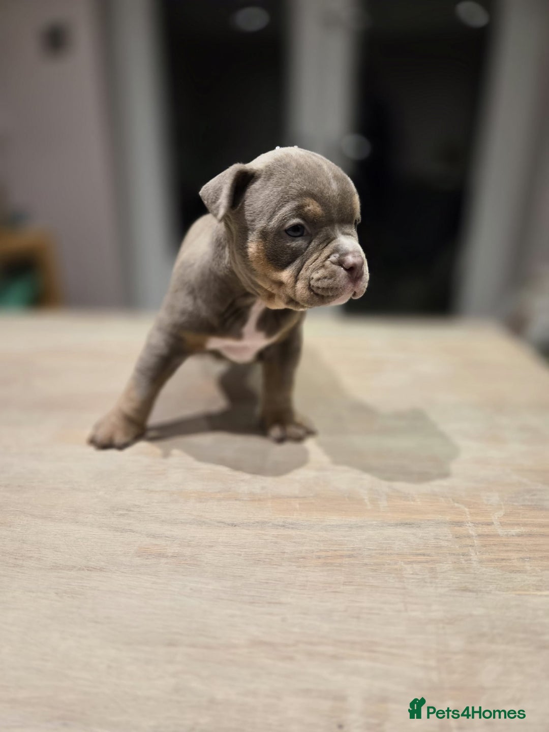American Bully dogs for sale: Luna x Dynamite puppies🧨🧬 4 girls✅ 4 boys✅ - Advert 11