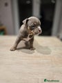 American Bully Puppy 4