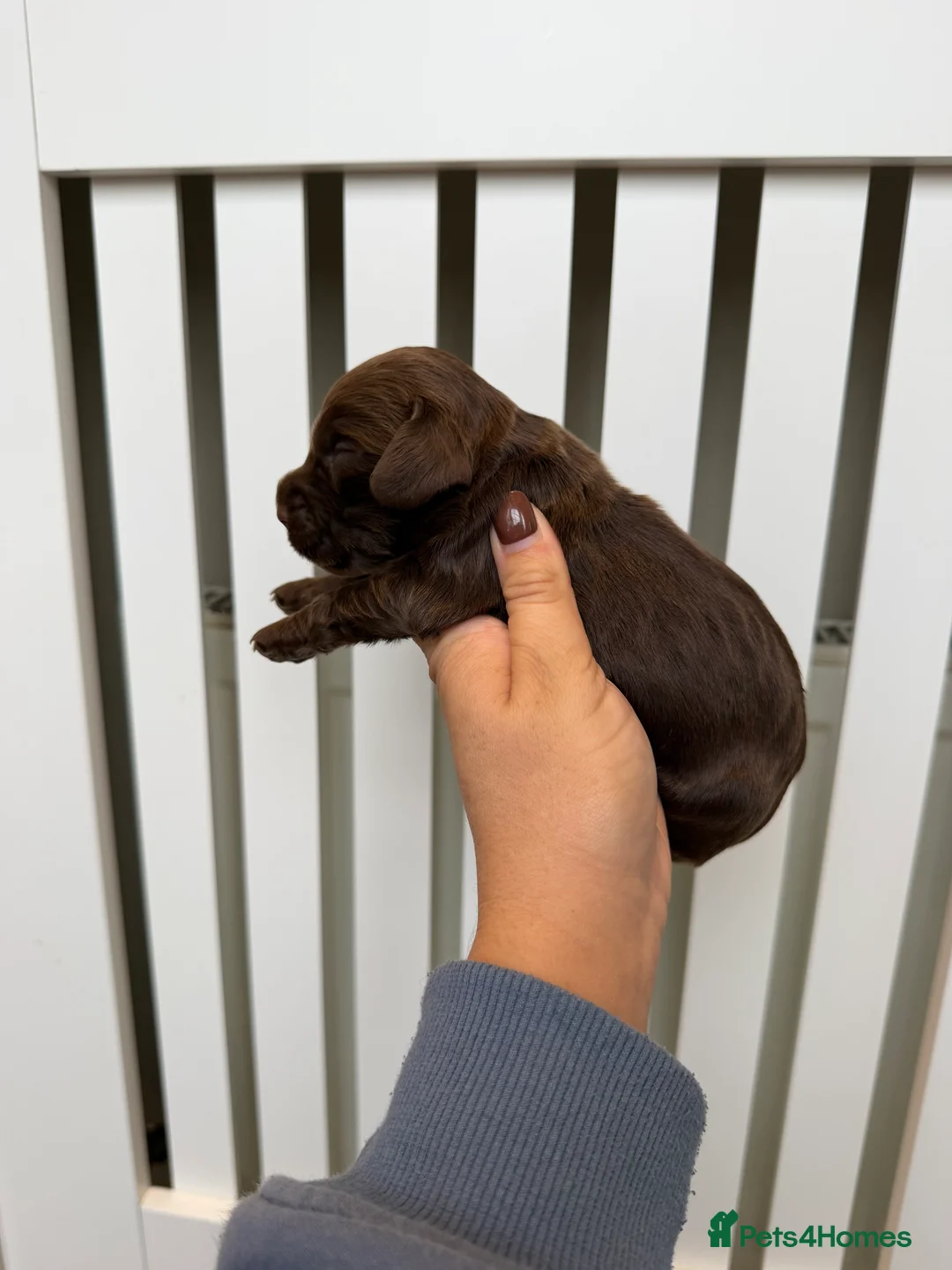 Cocker Spaniel dogs for sale: chocolate working cocker spaniel puppies  - Advert 3
