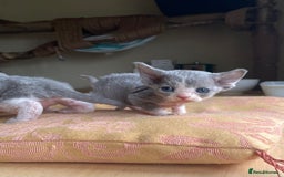 Devon Rex cats for sale: Adorable pure Devon Rex kittens  - Image 19