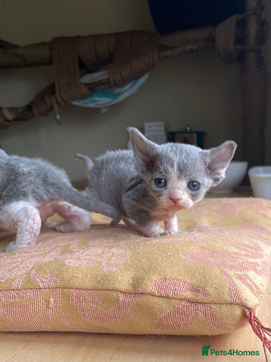 Devon Rex cats for sale: Adorable pure Devon Rex kittens  - Image 19