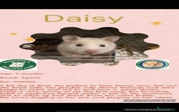 Hamster rodents for sale: Hamsters for adoption  - Image 6