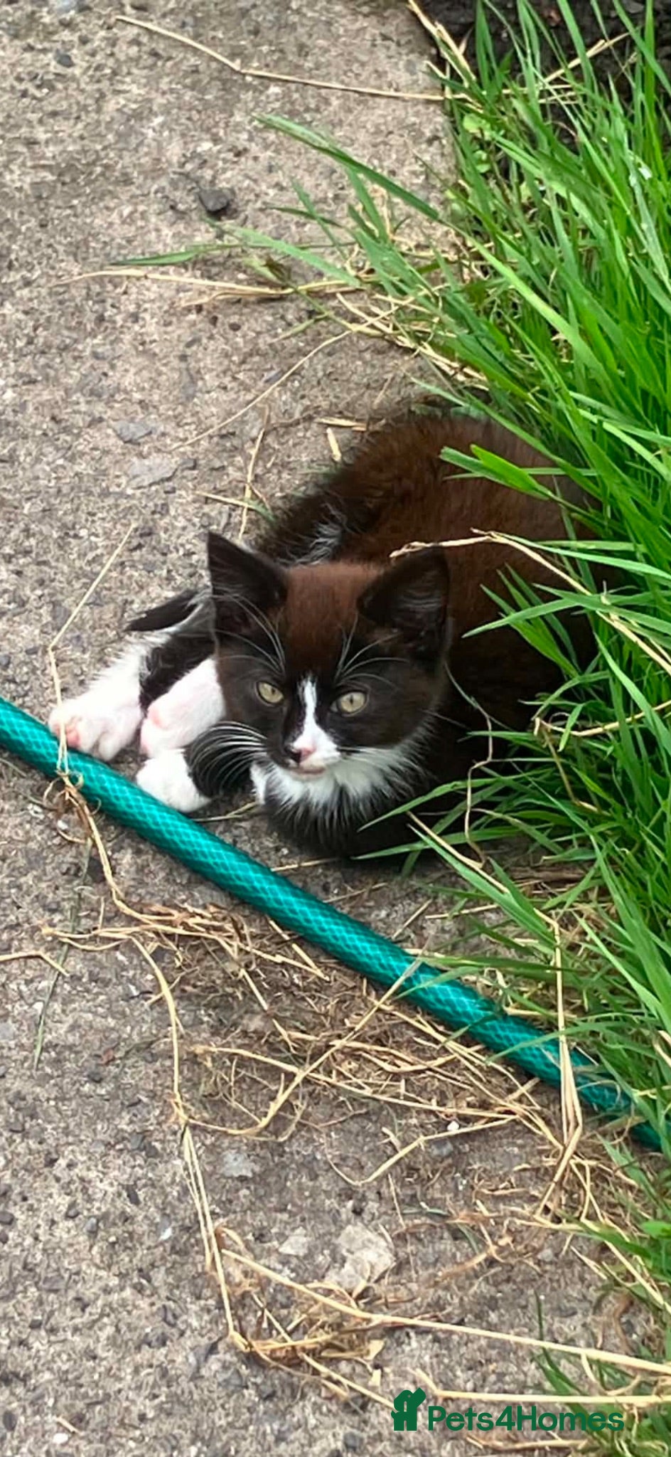 Mixed Breed cats One girl kitten ready for a new home - Advert 15