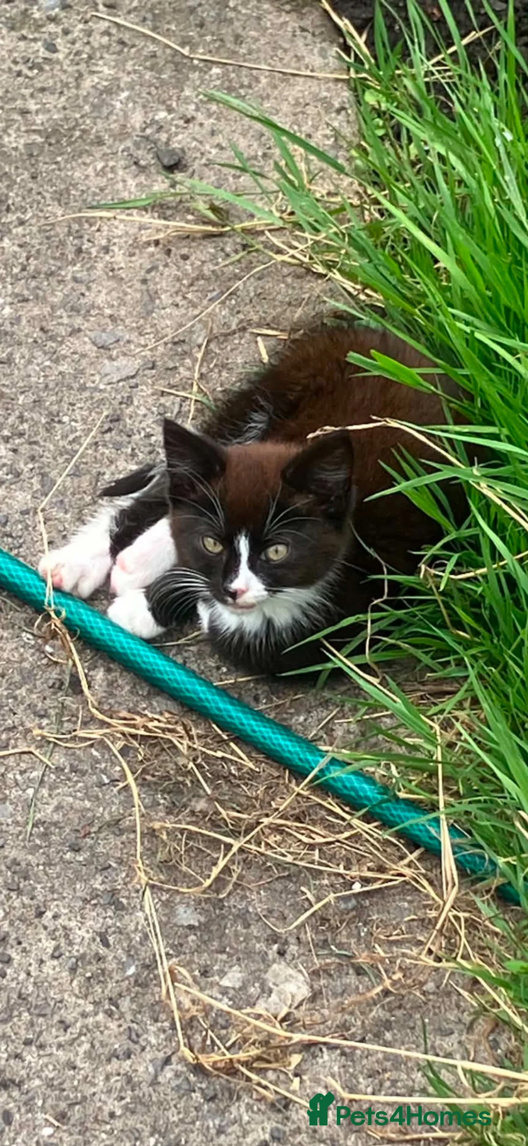 Mixed Breed cats for sale: One girl kitten ready for a new home - Advert 1