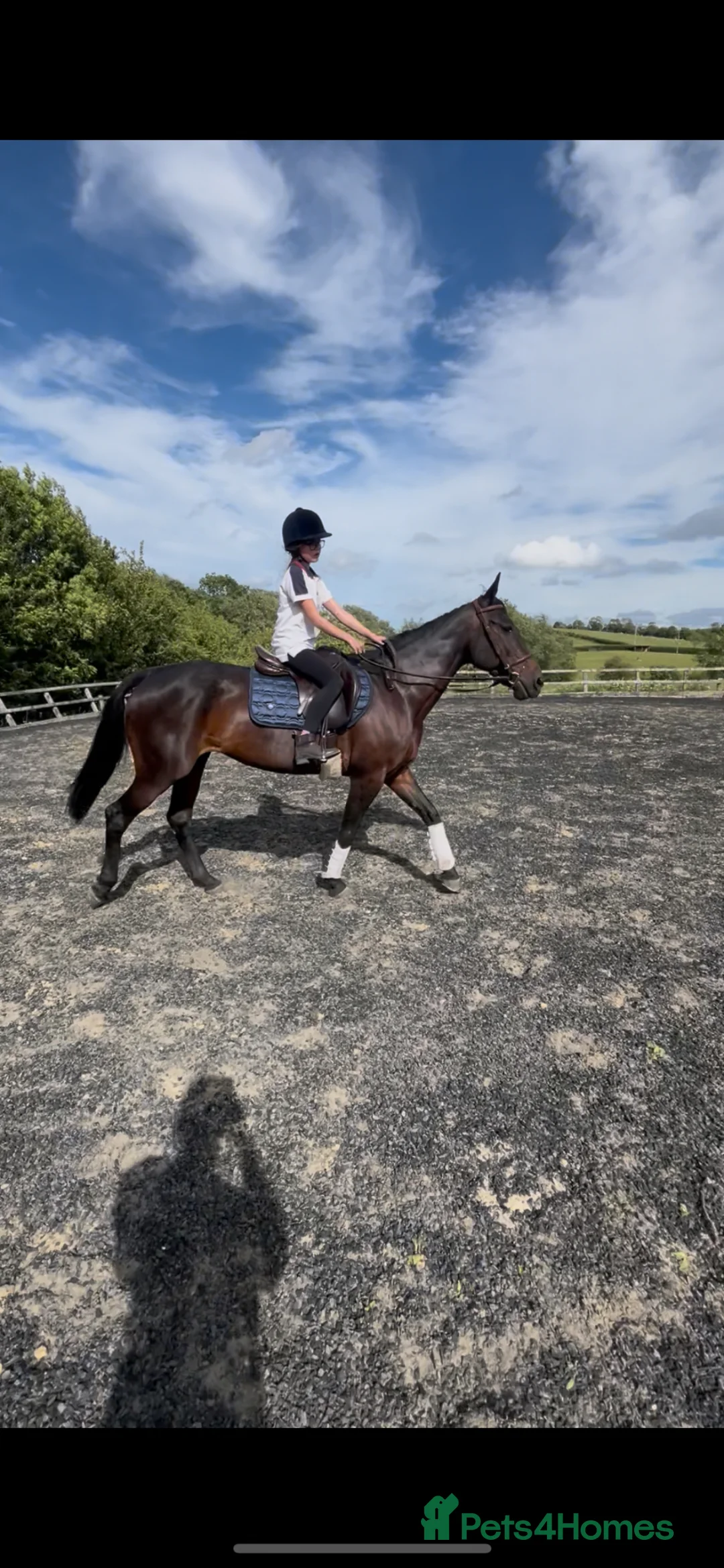 Other Breed horses for sale: 15’2 Bay Mare - Hacking dream.  - Advert 2