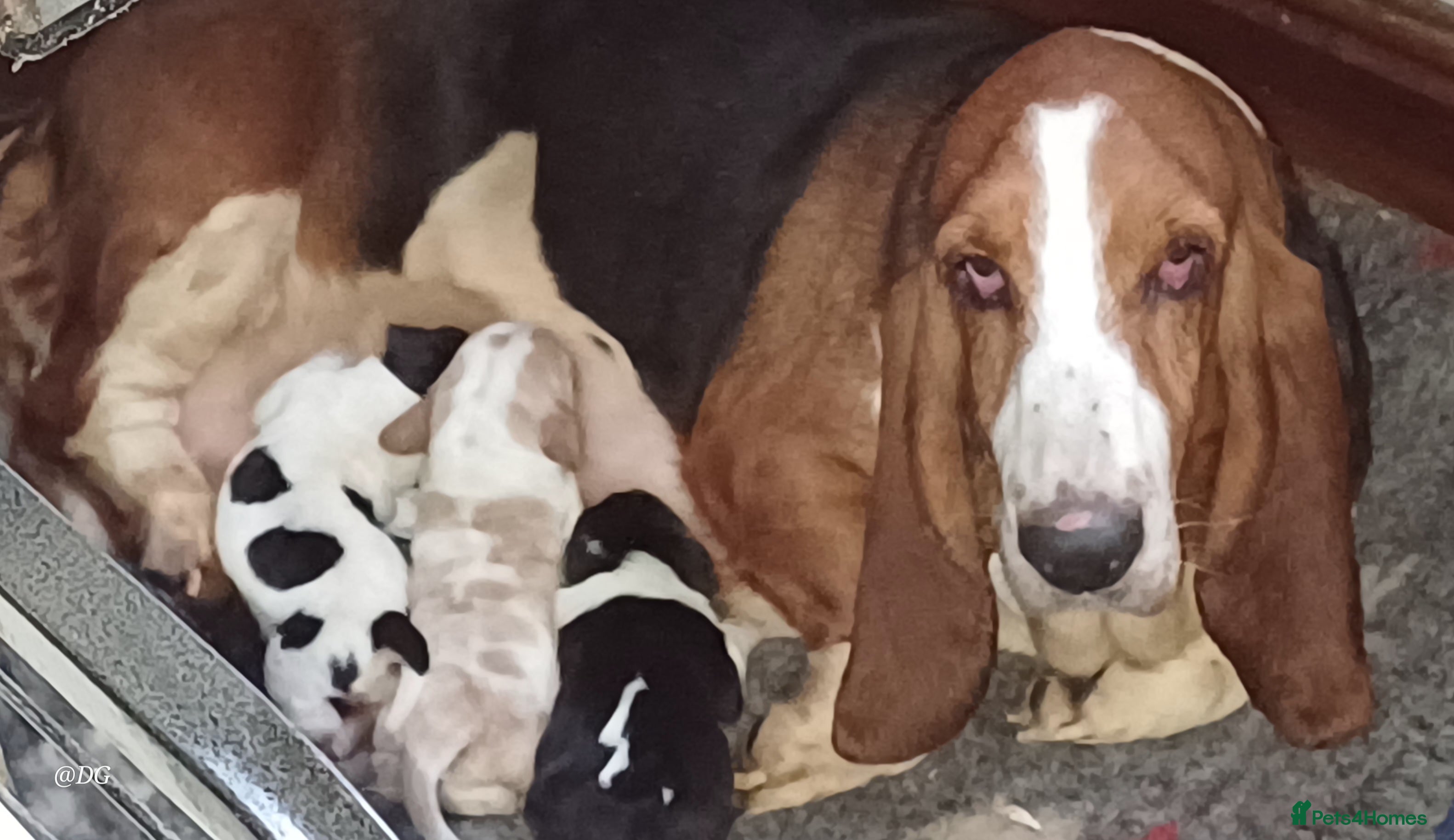 Basset Hound dogs Basset hound puppies - Advert 1