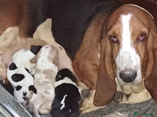 Basset Hound dogs Basset hound puppies - Advert 1