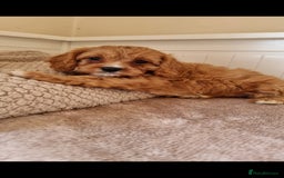 Cavapoo dogs for sale: Gorgeous Cavapoos ready for the perfect home 💖🏡 - Image 6