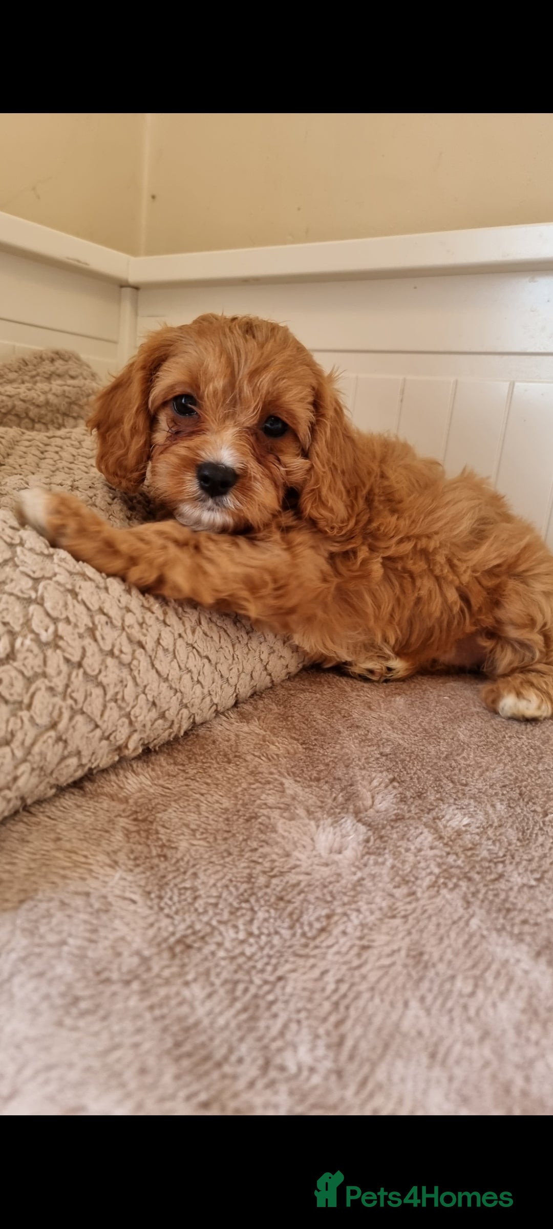 Cavapoo dogs for sale: Gorgeous Cavapoos ready for the perfect home 💖🏡 - Image 6