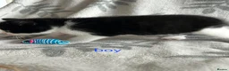 British Shorthair cats for sale: Kittens - Advert 11