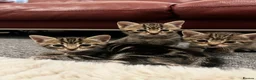 Mixed Breed cats for sale: Cats for Sale🐈🐈‍⬛ - Advert 3