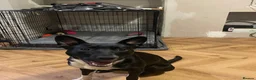 Mixed Breed dogs for sale: Luna  - Advert 4