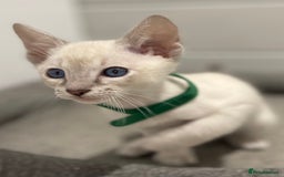 Siamese cats for sale: GCCF Registered Traditional Siamese Kittens.  - Image 20