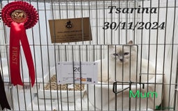Ragdoll cats for sale: GCCF Registered Pedigree Lilac Point Ragdolls in Dundee - Image 8