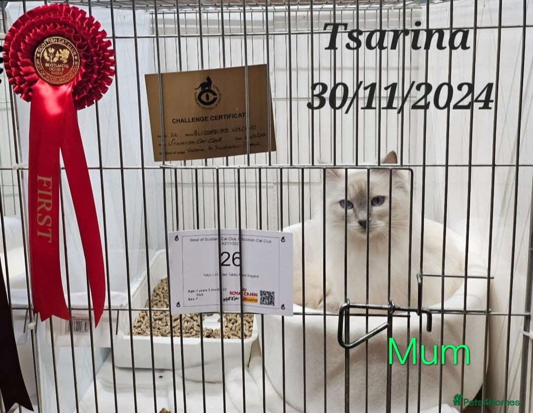 Ragdoll cats for sale: GCCF Registered Pedigree Lilac Point Ragdolls in Dundee - Image 8