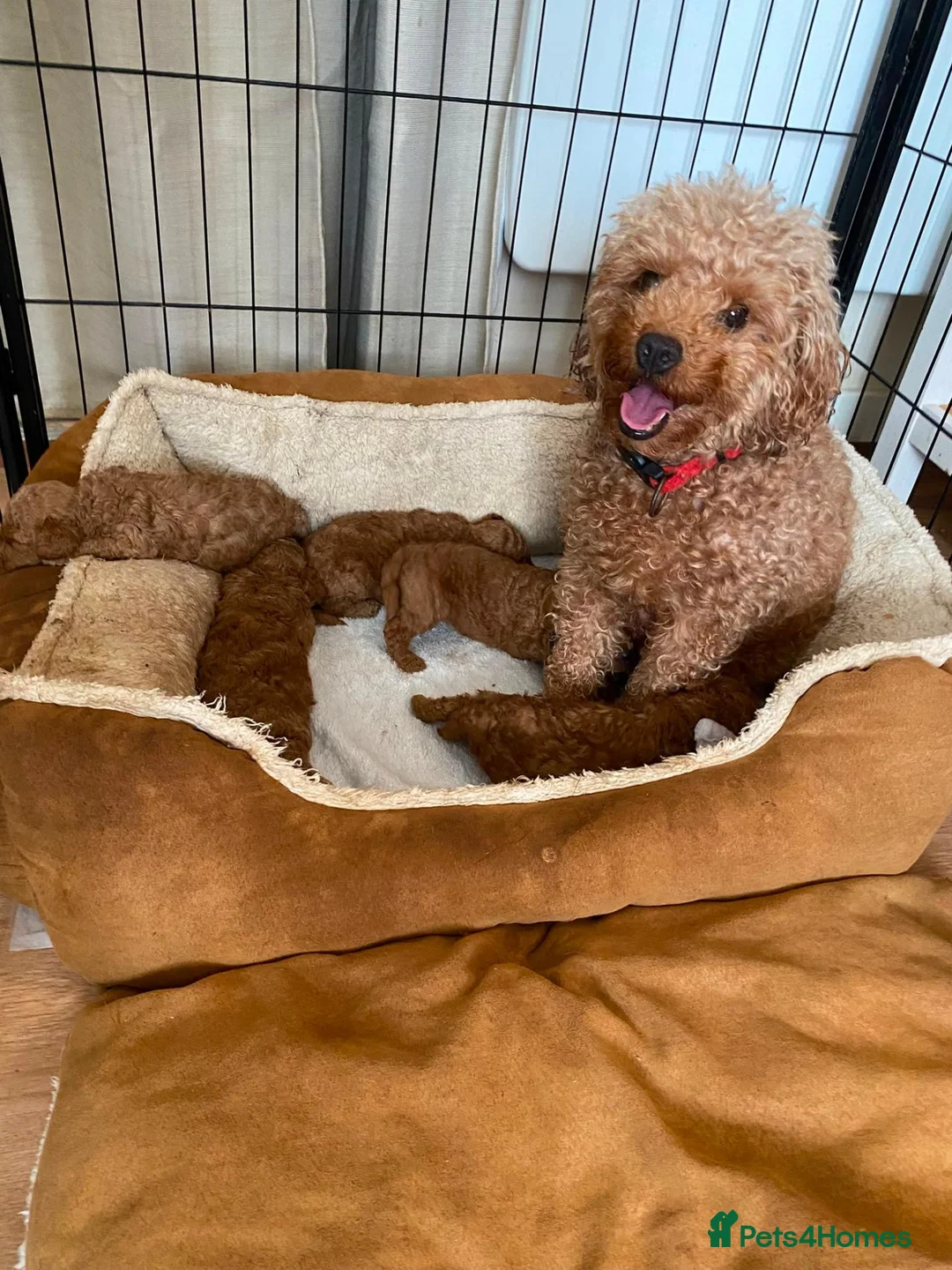 Toy Poodle dogs for sale: Exceptional Toy Poodle Girls in Bristol - Advert 8