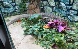 Lizard reptiles for sale: Stunning black and white tegu female - Image 8