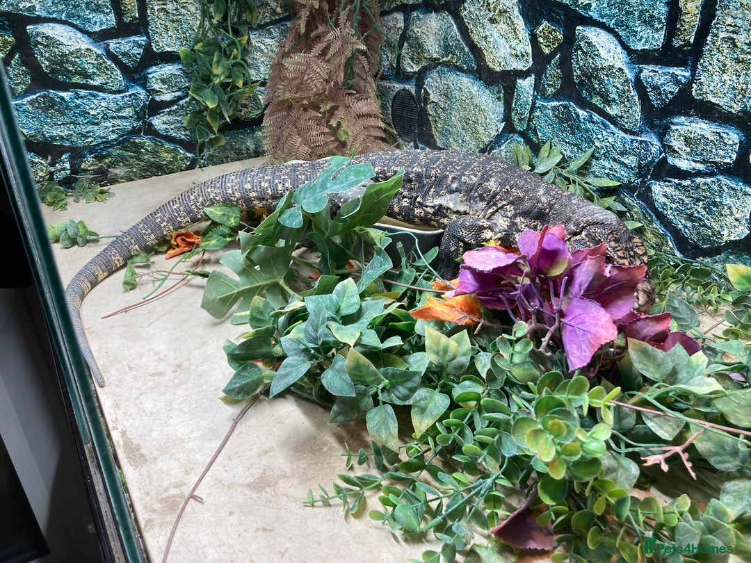 Lizard reptiles for sale: Stunning black and white tegu female - Image 8