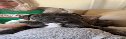 Cane Corso dogs for sale: Cane corso puppy 6 months old  - Advert 2