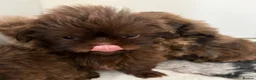 Shih Tzu dogs for sale: Beautiful imperial Shihzu puppies mix of colours  - Advert 13