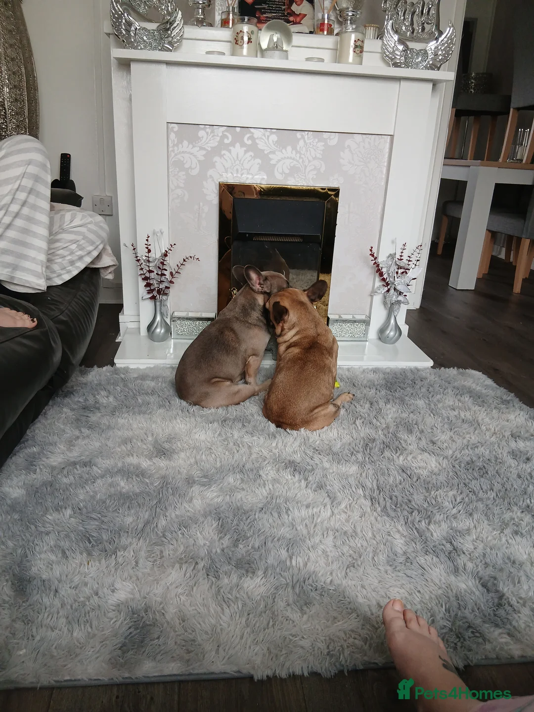 French Bulldog dogs for sale: French bulldogs  - Advert 2