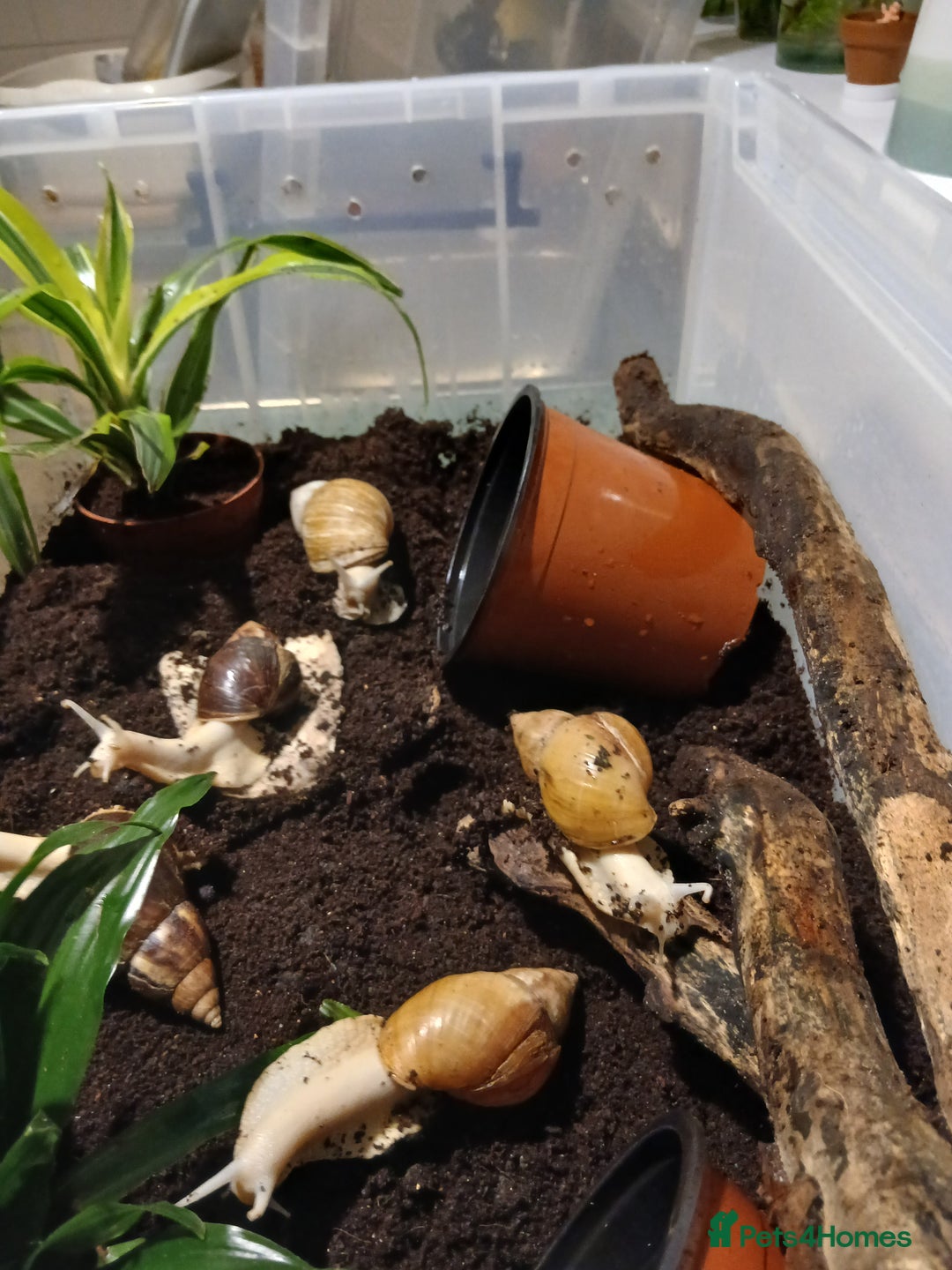 Snails invertebrates for sale: 5 adult African Land Snails and complete set up  - Image 5