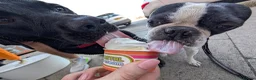 Boston Terrier dogs for stud: Harley - Boston Terrier - 7 Years Old in Stockton-on-Tees - Advert 4