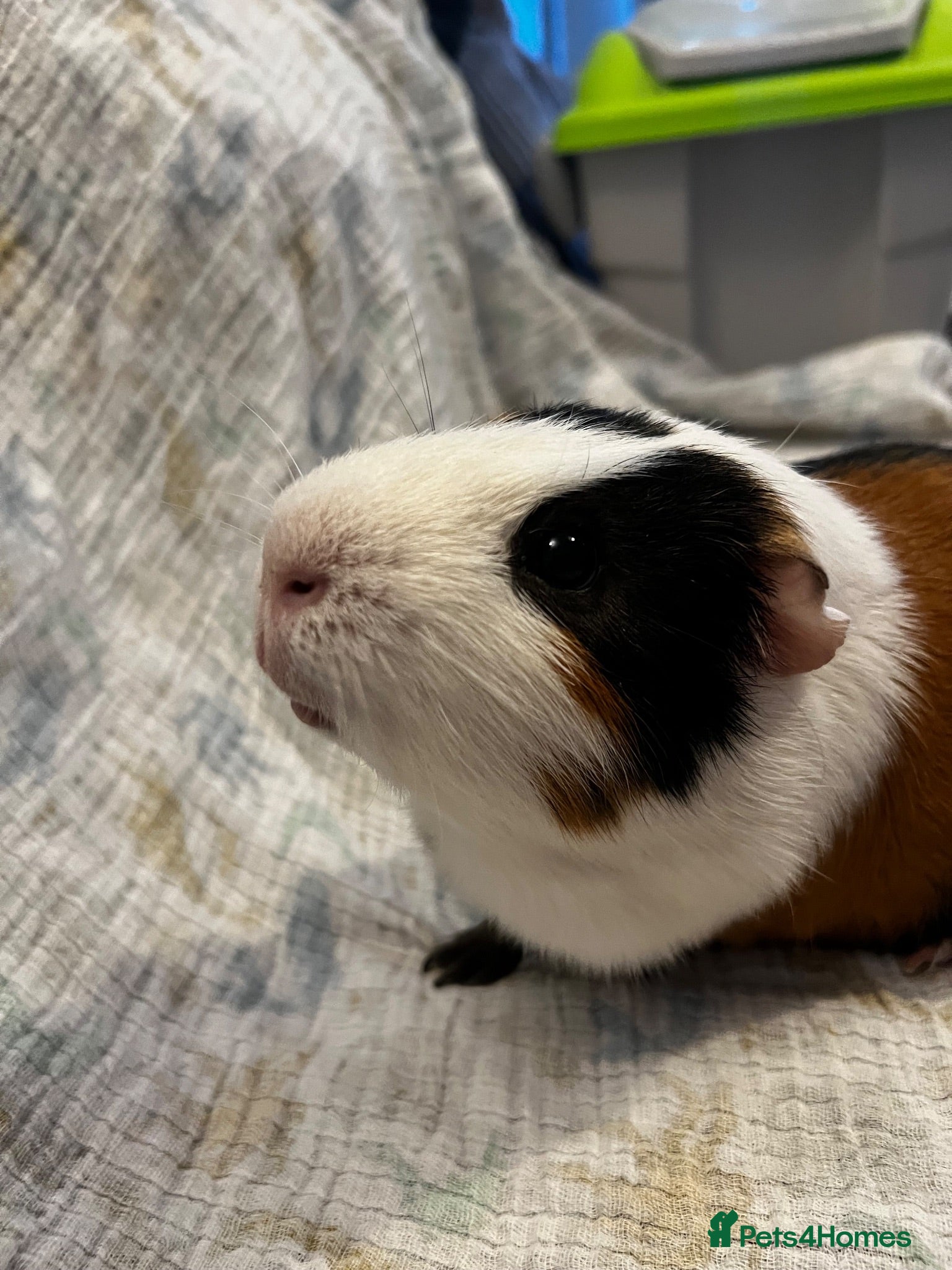 Guinea Pig rodents Free guinea pigs x - Advert 19