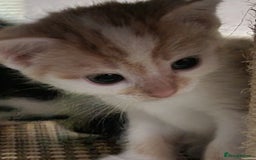 Mixed Breed cats for sale: Looking for forever home - Image 11