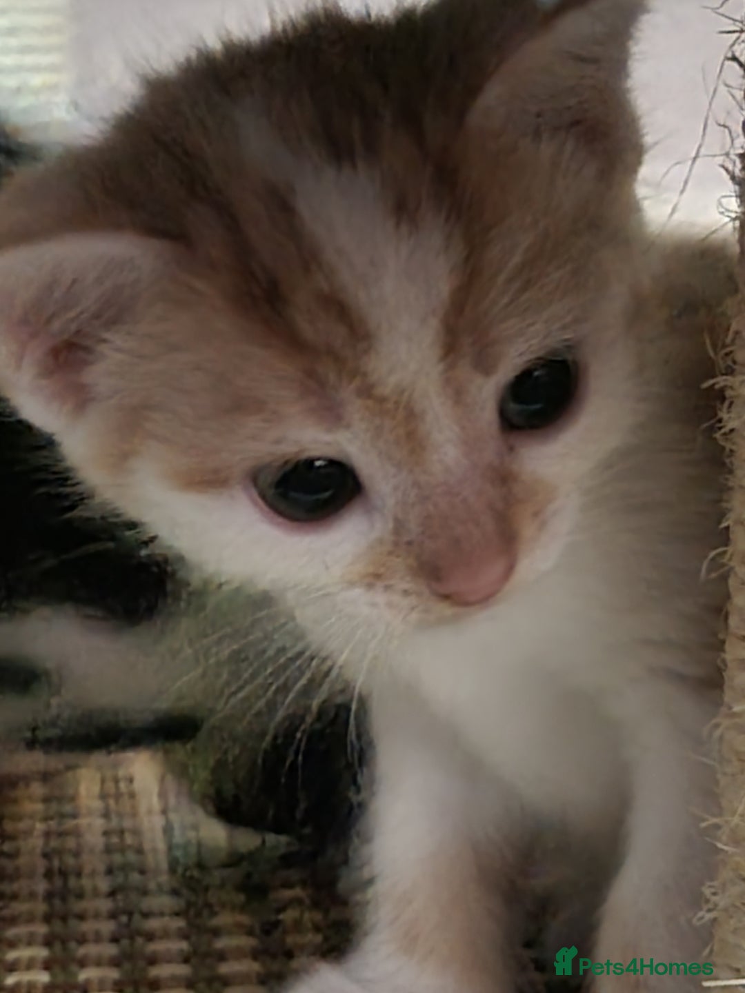 Mixed Breed cats for sale: Looking for forever home - Image 11