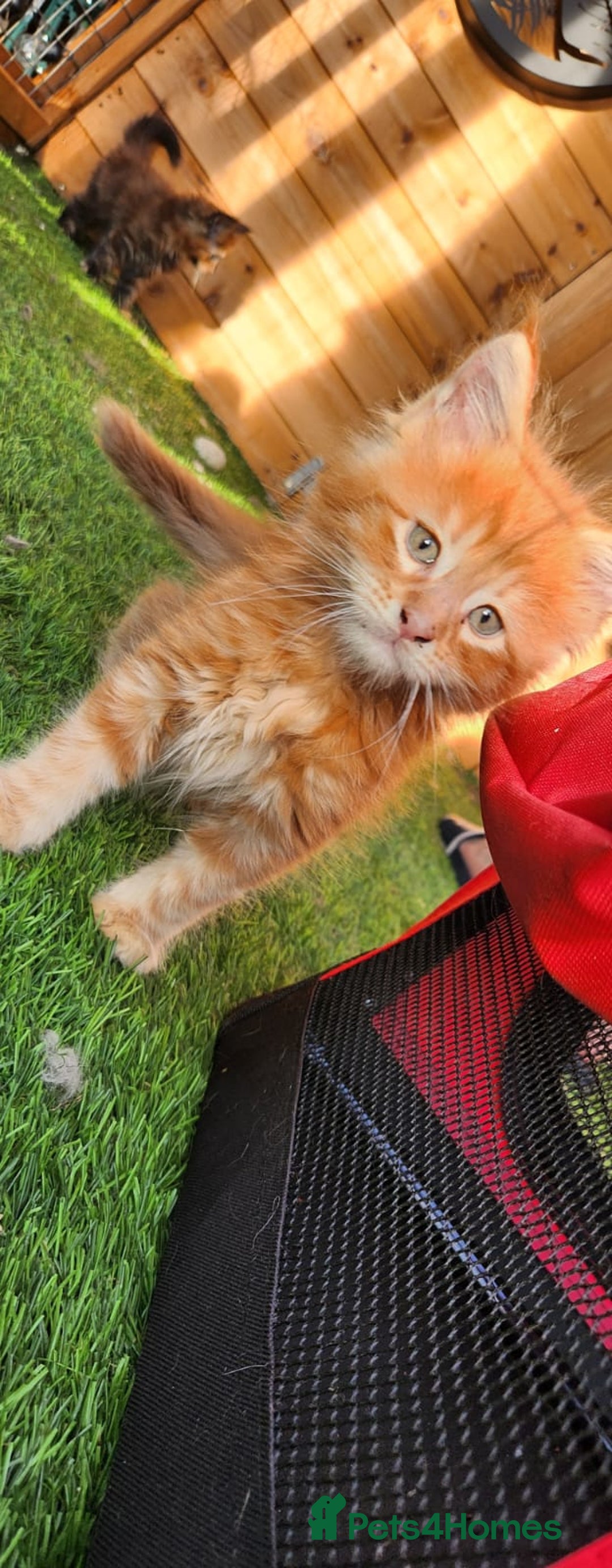 Maine Coon cats for sale: Big maine coon kittens  - Image 24