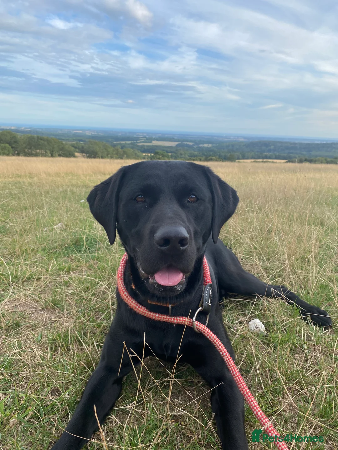 Labrador Retriever dogs for stud: RKC Health Checked Beautiful Stud Labrador - Advert 3