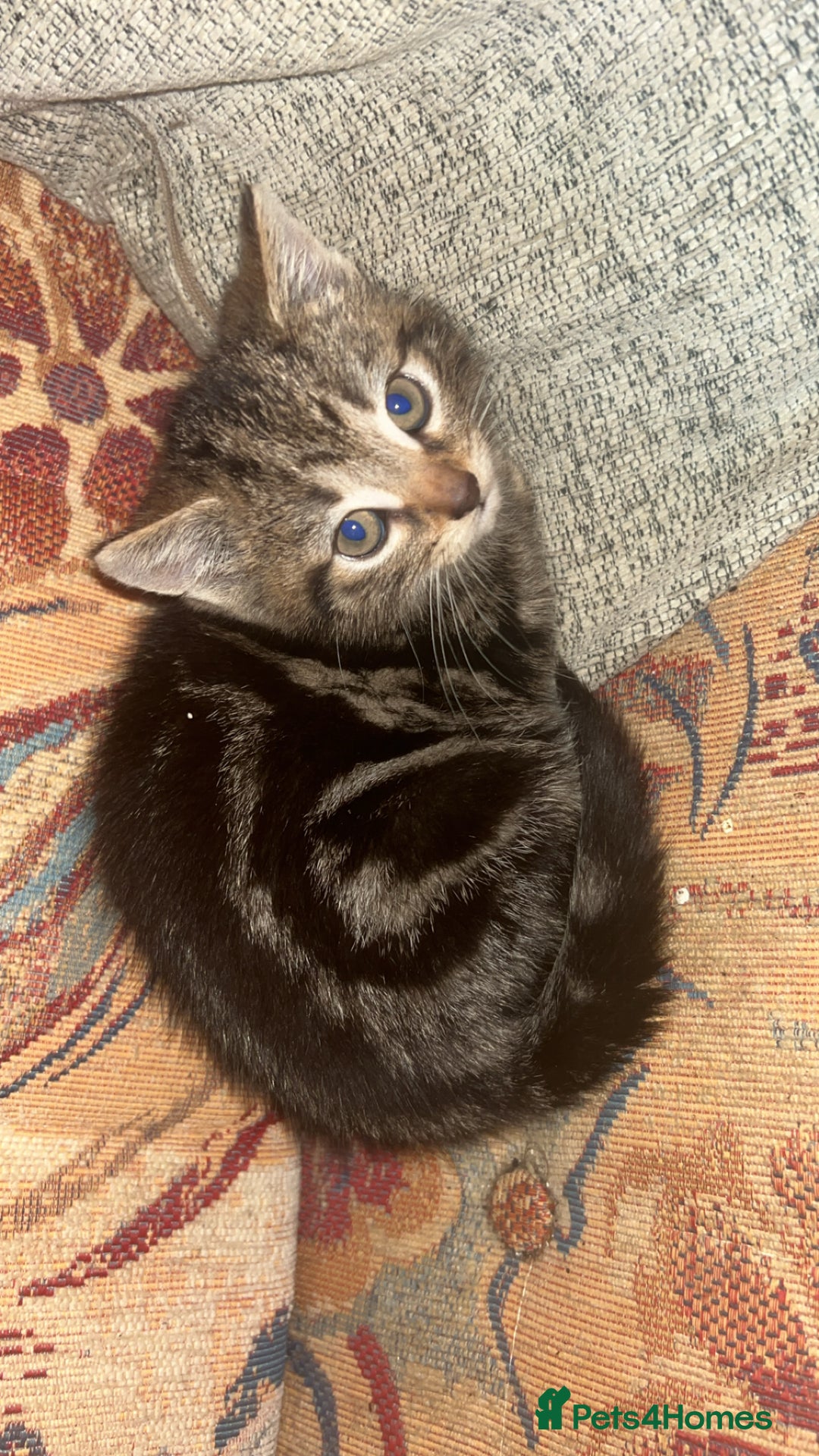 Mixed Breed cats for sale: 2 Baby Kittens Looking For New Home - Advert 3