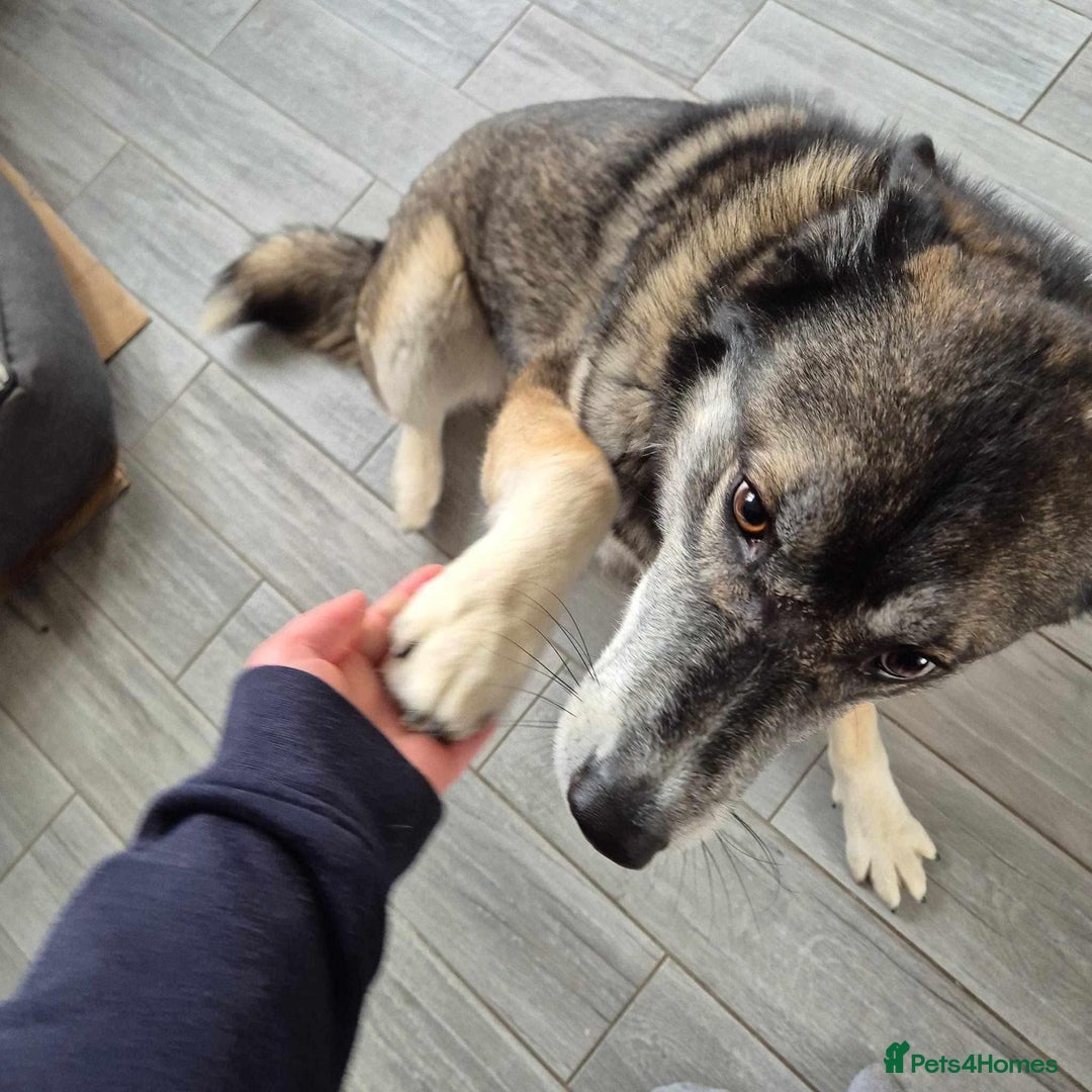 Mixed Breed dogs for adoption: HACHI – YOUR ADVENTURE BUDDY IS WAITING - Image 2