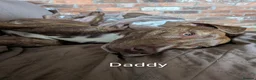 Mixed Breed dogs for sale: 10 Gorgeous male chocolate Labrador cross puppies  in Stafford - Advert 13